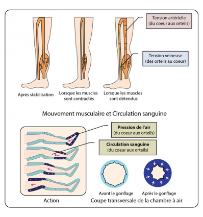 Les bienfaits de l'appareil pressothérapie Press 4 Winelec