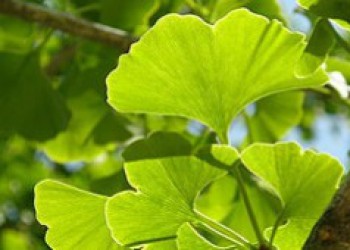 Les bienfaits des plantes sur notre cerveau