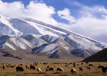 Alzheimer: des flavanoïdes pour soigner la maladie ?