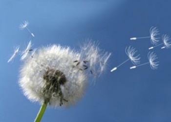 Pollens: Comment s'en protéger ?